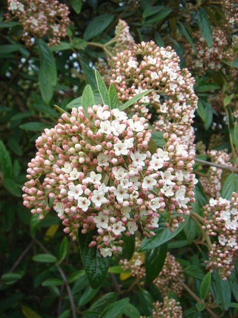 Viburnum x pragense